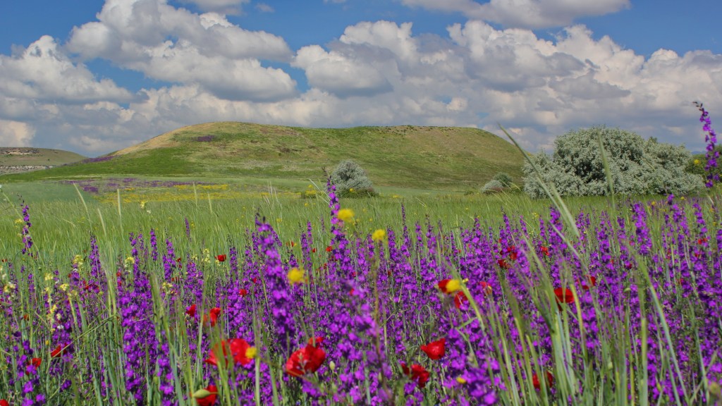 Lystra with a bouquet of wildflowers